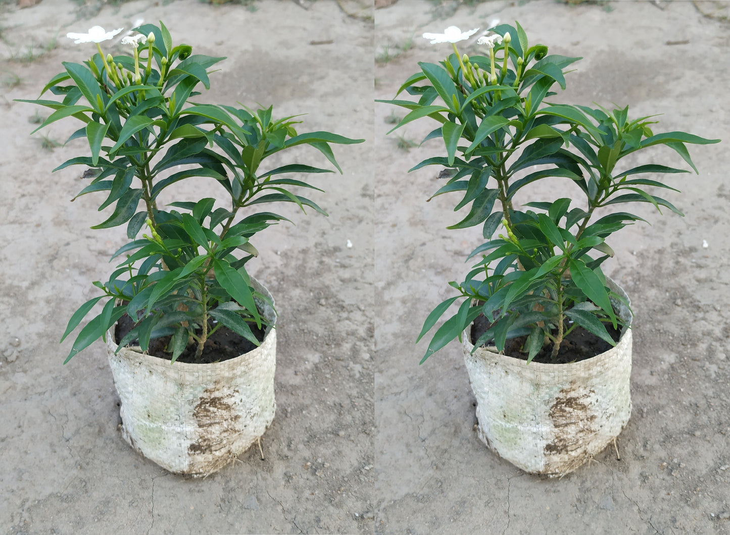 Seeds Jasmine Flower Plant