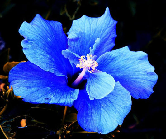 Seeds Blue Hibiscus