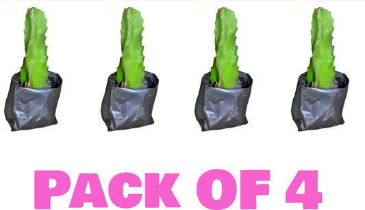 Seeds Pink Dragon Fruit Live Plant Pack-4