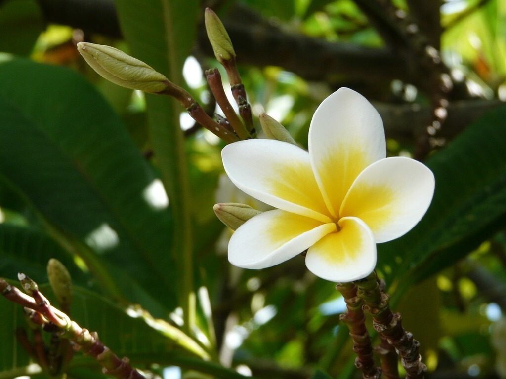 Seeds Chapa Phool/ Plumeria (White)