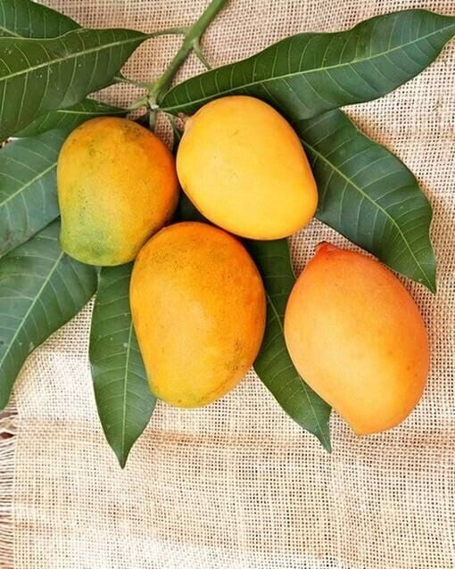 Seeds Badami Mango Plants Hybrid and Dwarf Variant