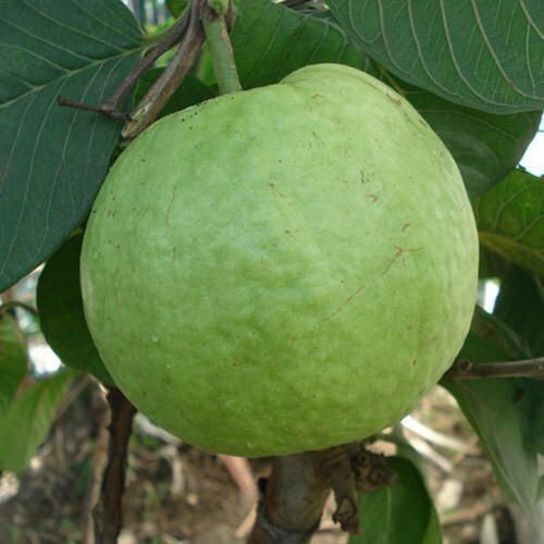 Seeds Hybrid Green Guava Plant