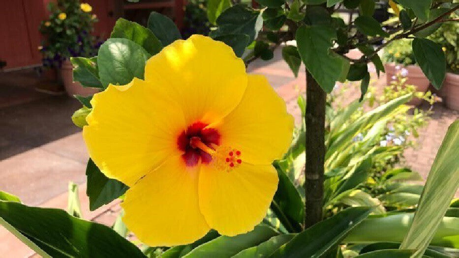 Seeds Hibiscus/ Joba Yellow In Colour Live Plant