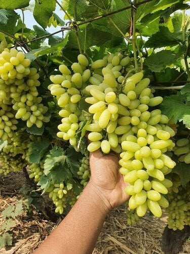 Seeds Live Green Long Grapes Fruit Plant - Healthy Sweet Fruit Plants
