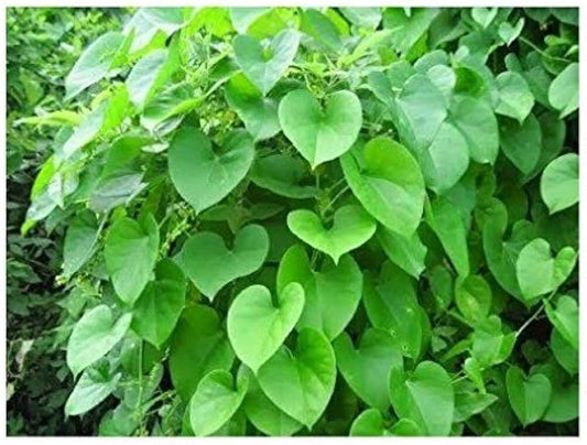 Seeds Beautiful Giloy/Heart-Leaf Live Plant with Pot Pack of 1