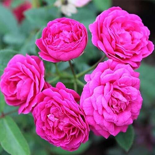 Seeds Miniature Rose, Button Rose (Any Color) - Plant
