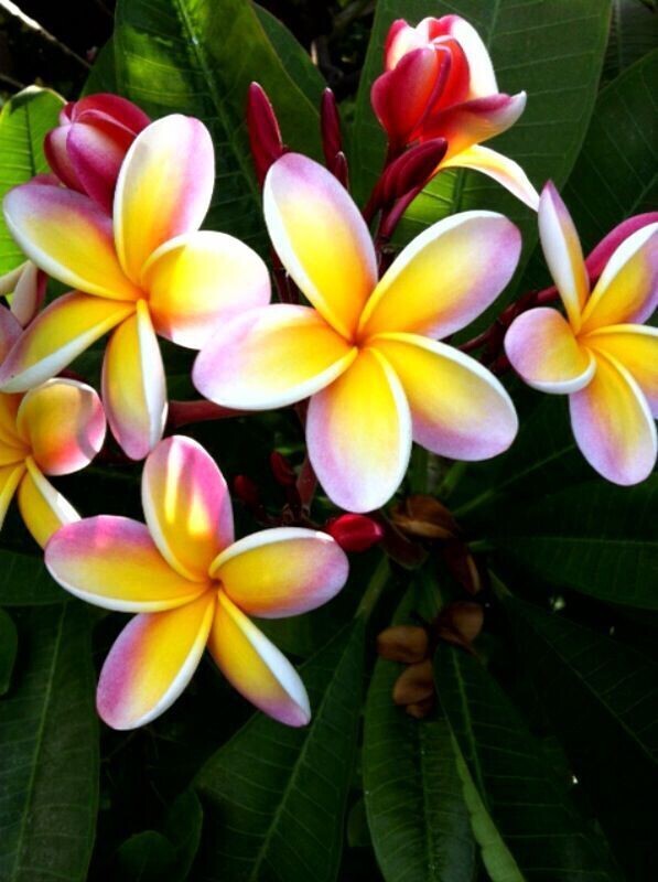 Seeds Wood Rose Child