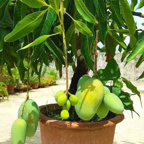 Seeds Live Bonsai All Season Mango Plant