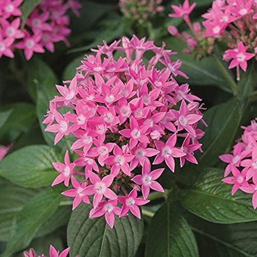 Seeds Pentas Plant Pink - Flowering Plants Flowers Garden Live Plant Nursery Indoor Outdoor Living Plants