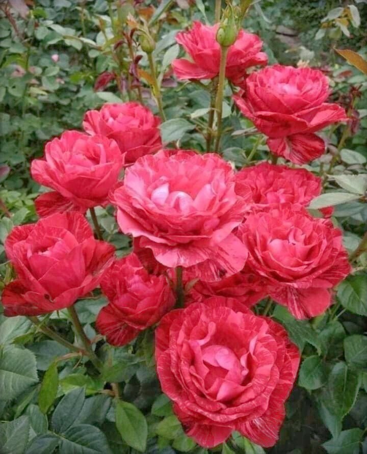 Seeds Rose Flower Plant