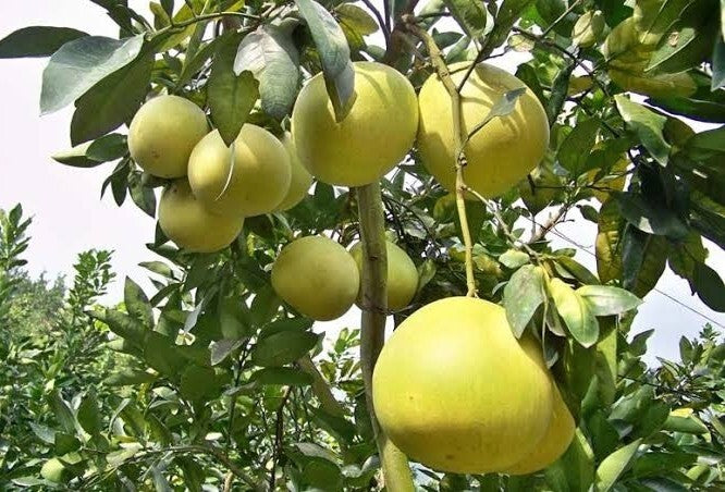 Seeds Batabi Labu/Pomelo Lemon Fruit Plant