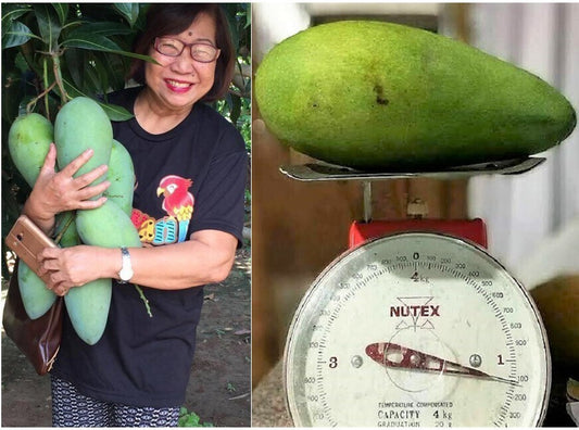 Seeds Thailand Variety Catimon Grafted Mango Plant / Plant Height 2Ft - 2.6Ft / Per Mango Weight Grater Than 1Kg