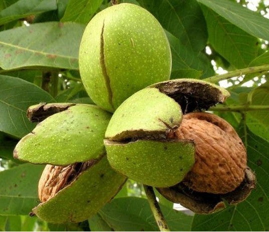 Seeds Walnut Akhrot Plant