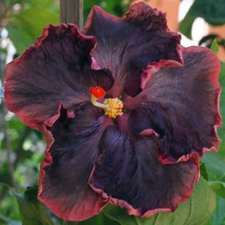 Seeds Black Joba/Hibiscus