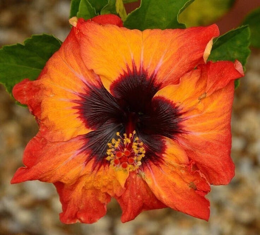 Seeds Hibiscus Orange & Black