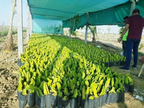 Seeds Dragon Fruit Live Plant 6 To 9 Inches Height Red