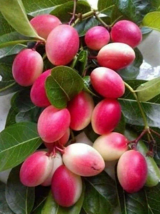 Seeds Indian Cherry Fruit Plant