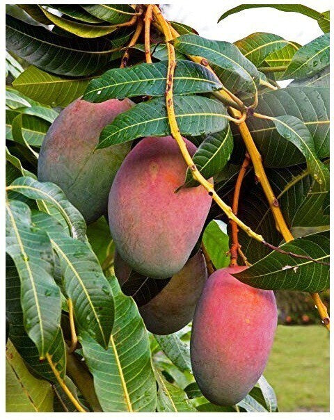Seeds Sunderi Mango/Aam Fruit Plants