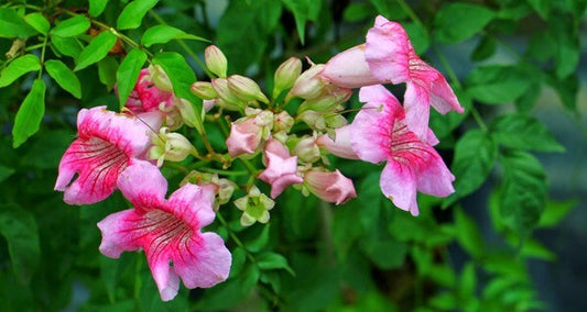 Seeds Purple Tecoma Plant