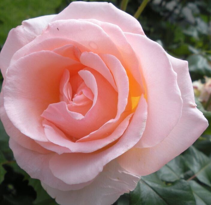 Seeds Rose Live Plant