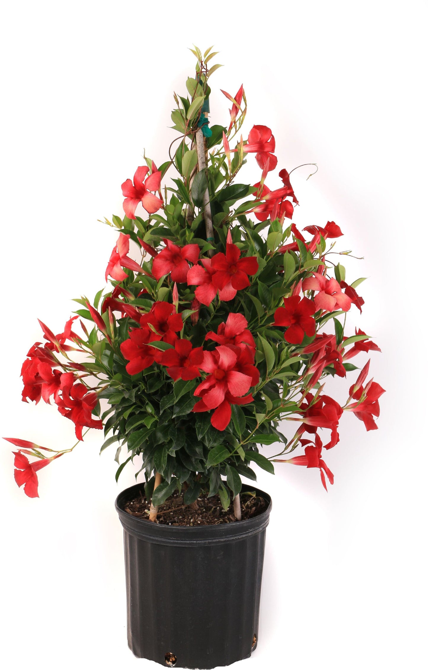 Seeds Mandevilla Plant