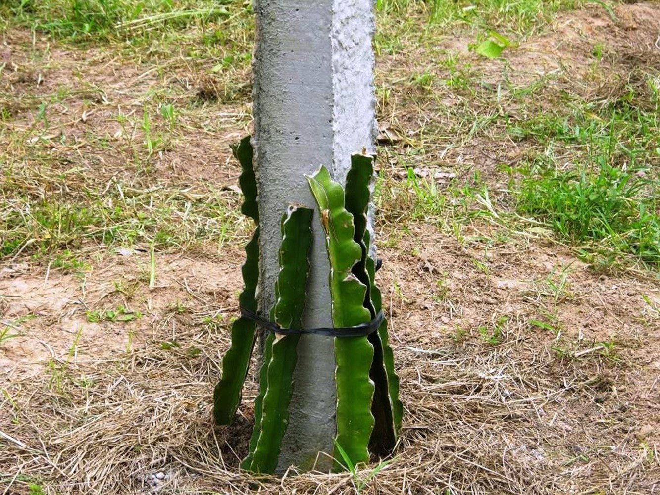 Seeds Dragon Fruit Plant