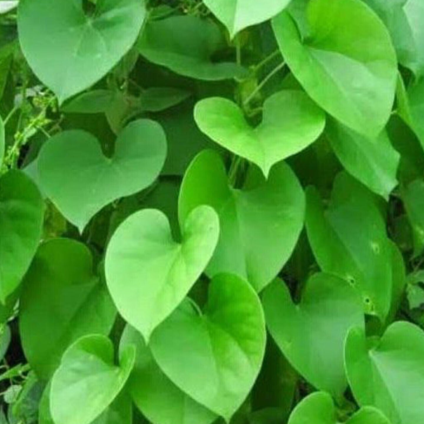 Seeds Beautiful Giloy/Heart-Leaf Live Plant with Pot Pack of 1