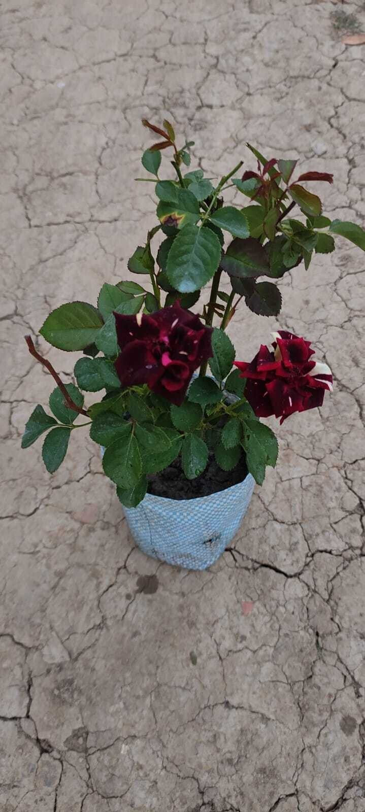 Seeds Rose Plant /Hybride Rose/ Abra Dabra Rose Plant