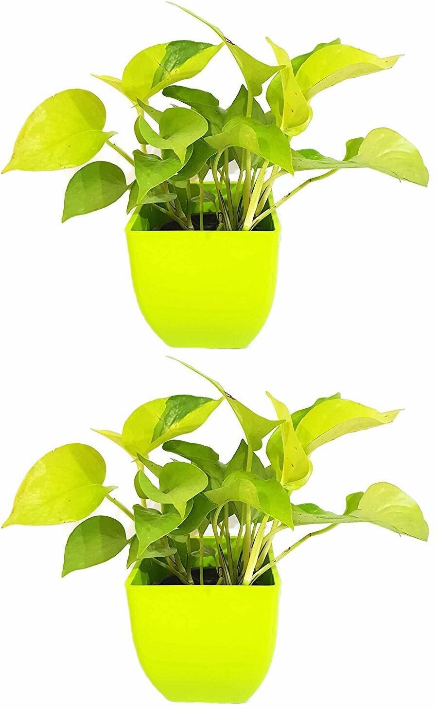 Seeds Air Purifying Good Luck Golden Money Plant - Feng Shui Pothos Plant [Pack of 2 Plants]