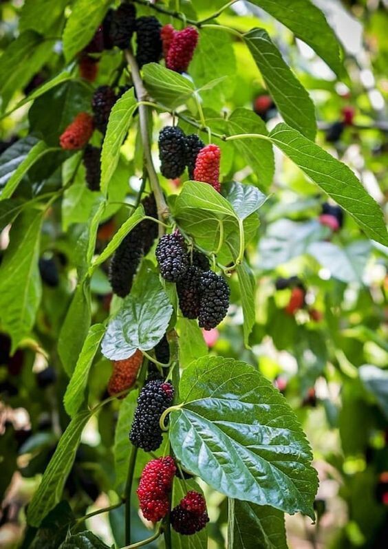 Seeds Hybrid Mulberry Plant