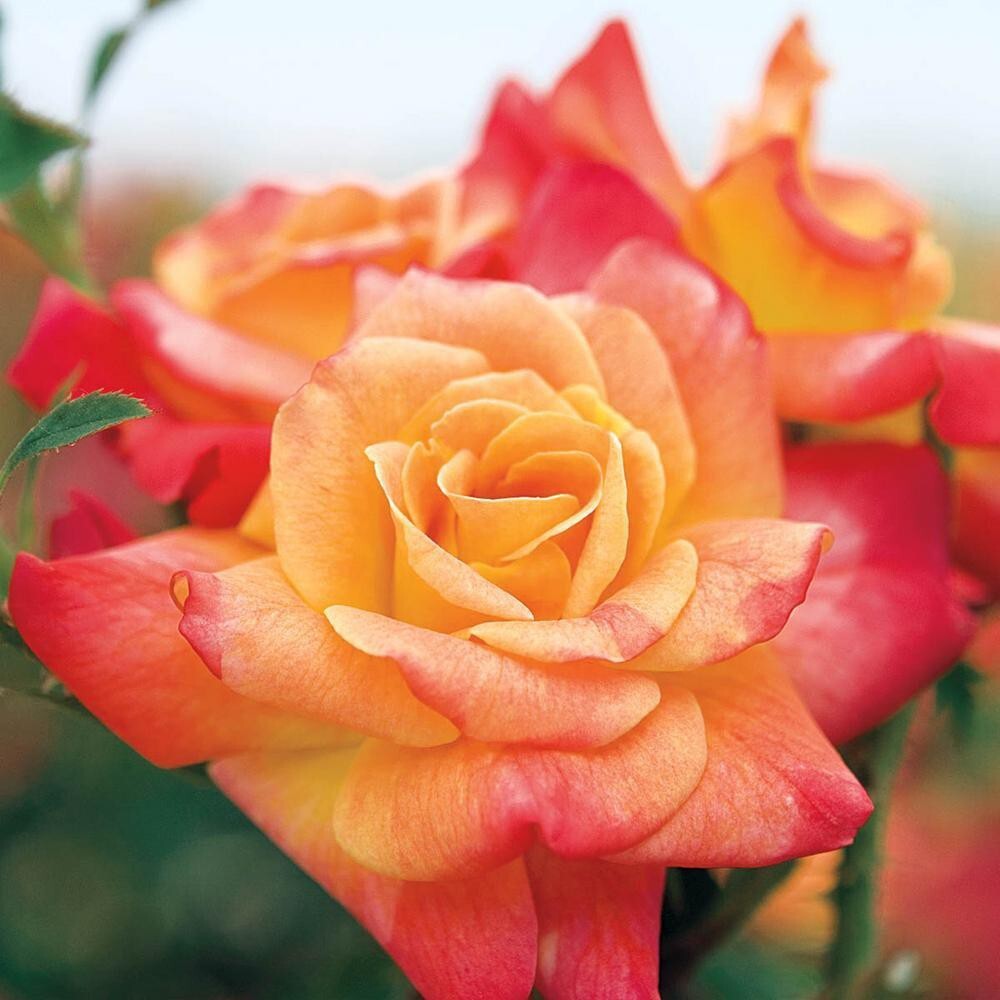 Seeds Rare Joseph'S Coat Climbing Rose Plant Perinnial Multicolor Rose 1 Healthy Live Plant
