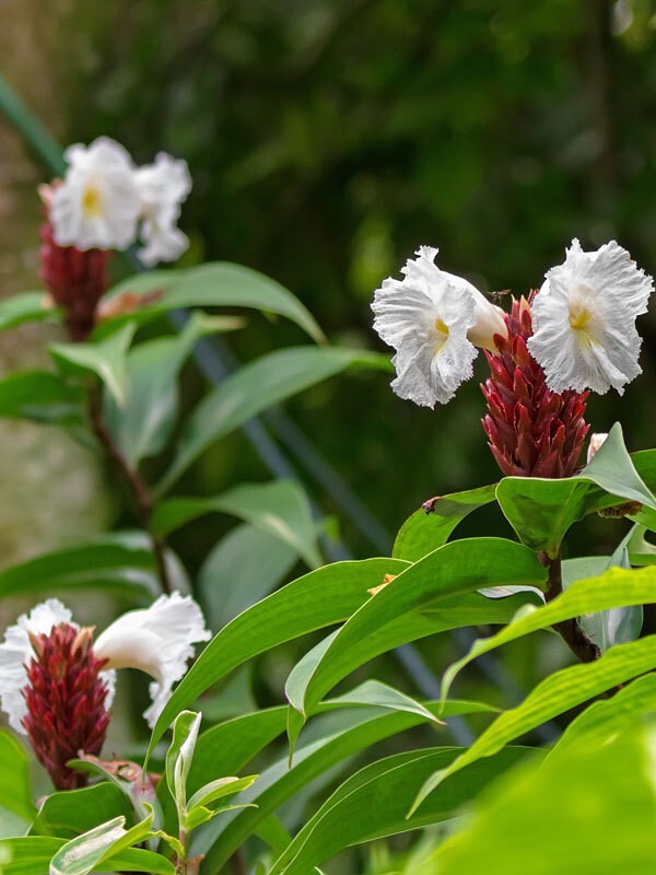 Seeds Live Insulin Plant for Diabetes Treatments