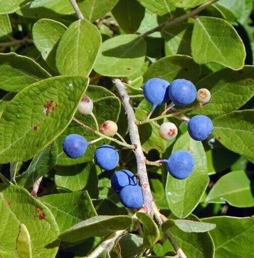 Seeds Rudraksha Plant