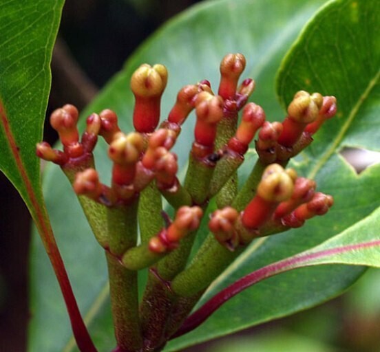 Seeds Vamsha Spice Clove Plant