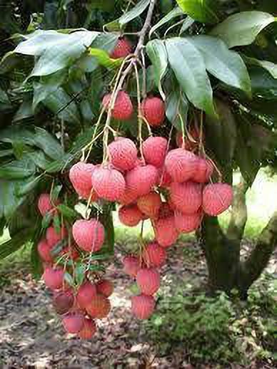 Seeds Red Litchi, Litchi Plant