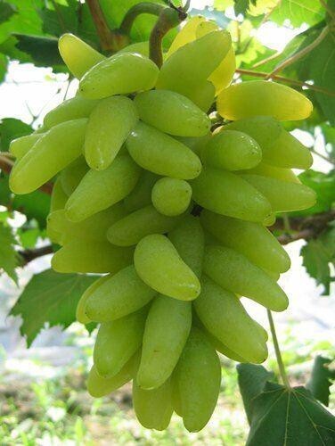 Seeds Live Green Long Grapes Fruit Plant - Healthy Sweet Fruit Plants
