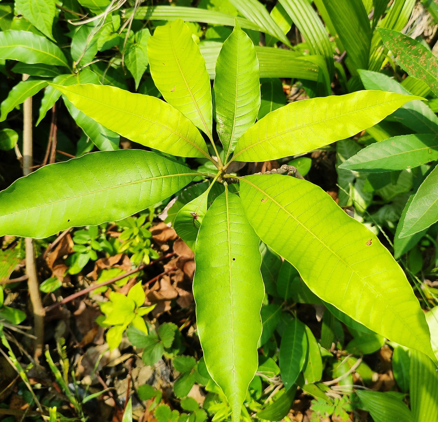 Seeds Sunderi Mango/Aam Fruit Plants