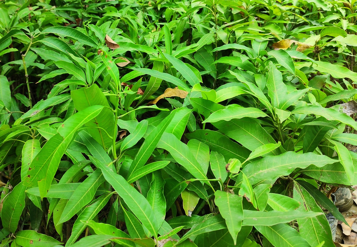 Seeds Live Mango All Season/Aam Baramasi Fruit Healthy Plants